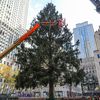 Photos: The 2021 Rockefeller Center Christmas Tree Has Arrived